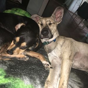 Meet your Posher, Cole